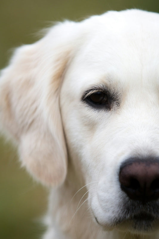 Nærbilde av en lys hund – illustrasjonsfoto til artikkel om kløe og hudpleie.