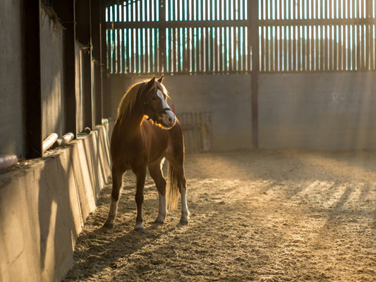 Brun hest i en solbelyst stall – illustrasjonsfoto til artikkel om sommereksem.
