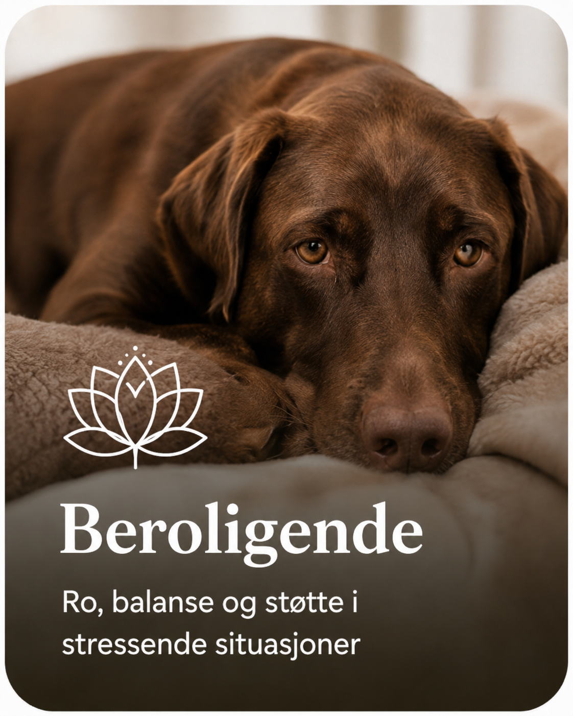 Beroligende