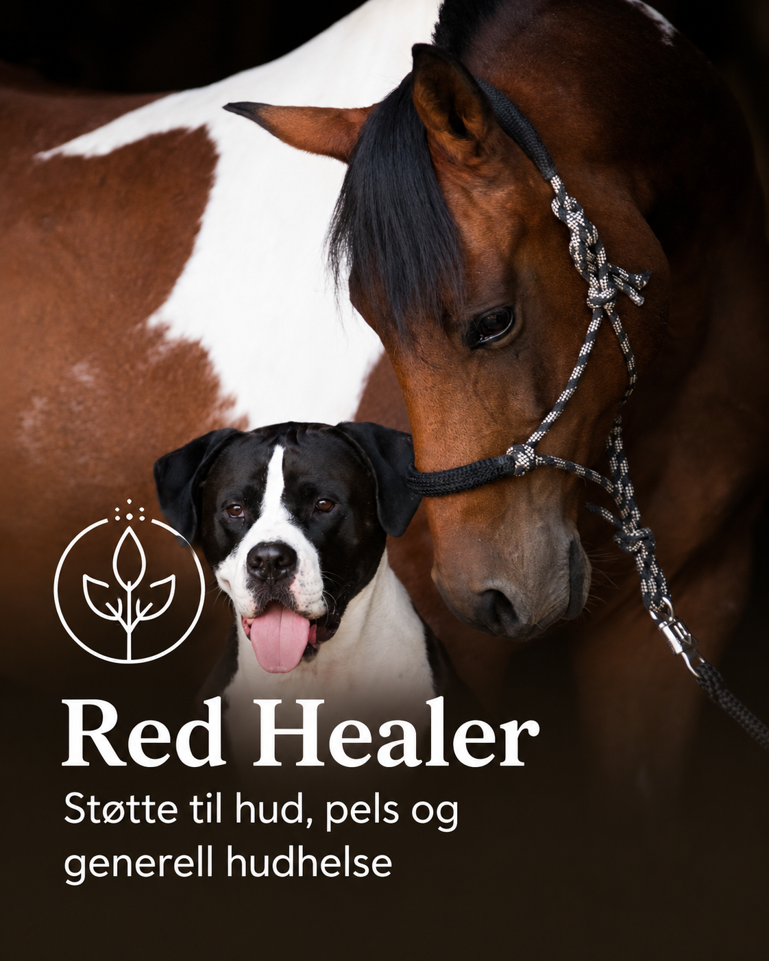 Red Healer