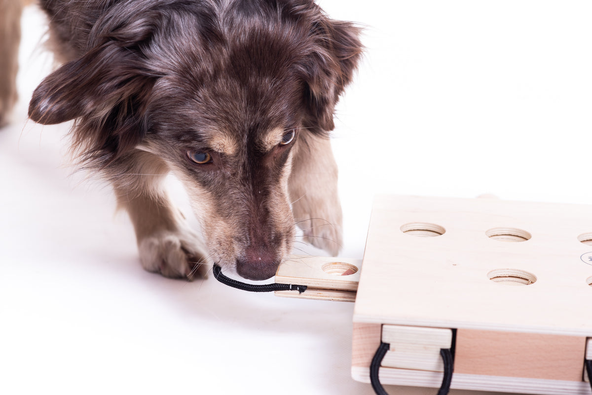 iPet - Smart Dog Laptop